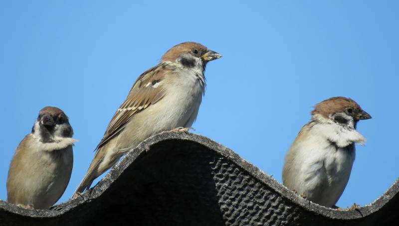 Optimisez Votre Confort avec l'Isolation Thermique et Phonique de Global Isolation Pages